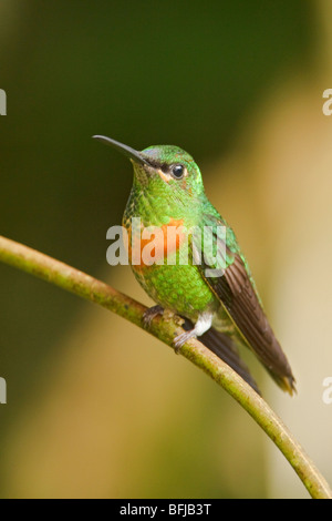 Gould's Jewelfront (Heliodoxa aurescens) perched on a branch at the Wildsumaco reserve in eastern Ecuador. Stock Photo