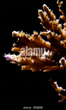 acropora coral showing growth close up Stock Photo