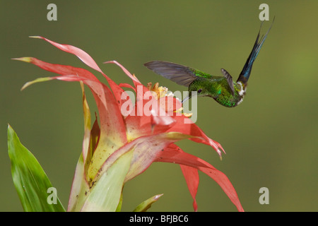Green Thorntail (Popelairia langsdorffi) feeding at a flower while flying at Bueneventura Lodge in southwest Ecuador. Stock Photo