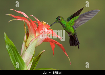 Green-crowned Brilliant (Heliodoxa jacula) feeding at a flower while flying at Bueneventura Lodge in southwest Ecuador. Stock Photo