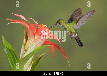 Green-crowned Brilliant (Heliodoxa jacula) feeding at a flower while flying at Bueneventura Lodge in southwest Ecuador. Stock Photo