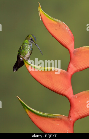 Green-crowned Brilliant (Heliodoxa jacula) perched on a branch at Buenaventura Lodge in southwest Ecuador. Stock Photo