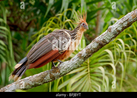 Hoatzin (Opisthocomus hoazin) perched on a branch near the Napo River in Amazonian Ecuador. Stock Photo