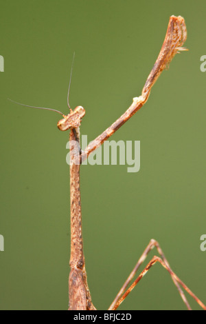 A Praying Mantis speciesl in Podocarpus national Park in southeast Ecuador. Stock Photo