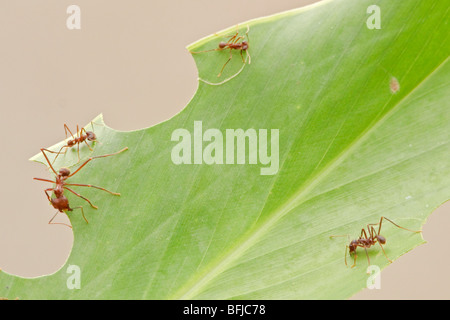 Leafcutter ants working on a leaf in Ecuador. Stock Photo