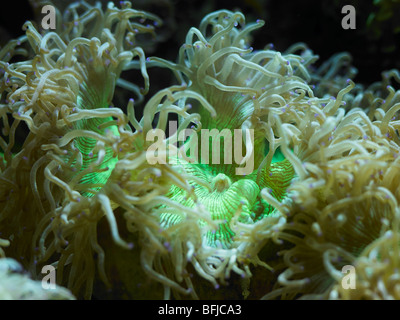 Elegance Coral Catalaphyllia jardinei tentacles Stock Photo