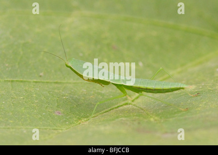 A praying mantis perched on a branch at Rio Palenque reserve in northwest Ecuador. Stock Photo