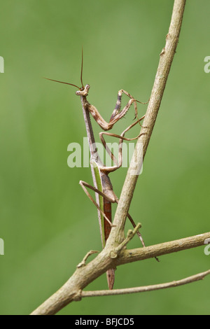 A Praying Mantis perched on a branch at the Mindo Loma  reserve in northwest Ecuador. Stock Photo