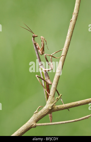 A Praying Mantis perched on a branch at the Mindo Loma  reserve in northwest Ecuador. Stock Photo