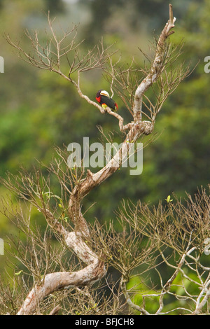 Ivory-billed Aracari (Pteroglossus azara) perched on a branch near the Napo River in Amazonian Ecuador. Stock Photo