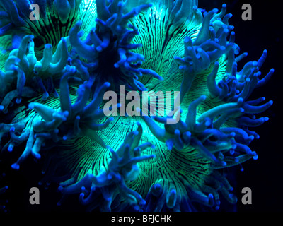 Elegance Coral Catalaphyllia jardinei tentacles in actinic lighting Stock Photo