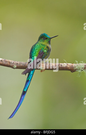 Long-tailed Sylph (Aglaiocercus kingi) perched on a branch near the papallacta Pass in the highlands of central Ecuador. Stock Photo