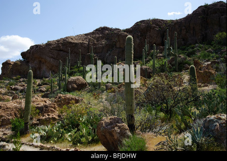 Cactus hillside in the American Desert Southwest. Stock Photo