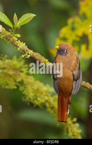 A Masked Trogon (Trogon personatus assimilis) perched on a branch in the Tandayapa Valley of Ecuador. Stock Photo