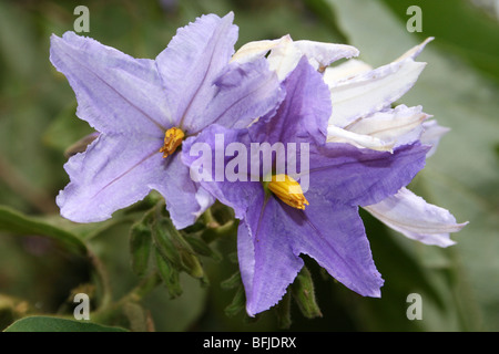 Giant Star Potato Tree Flowers Solanum macranthum, Native Of Brazil. Taken in Arusha, Tanzania Stock Photo