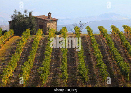 Rows on grape vines growing on a hillside near Montalcino, Tuscany, Italy. Stock Photo