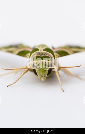 Daphnis nerii. Oleander Hawk moth on white background Stock Photo