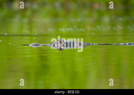 A Black Caiman prowles a jungle stream in Amazonian Ecuador. Stock Photo