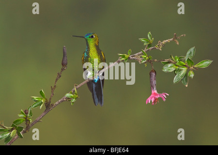 Saphire-vented Puffleg (Eriocnemis luciani) perched on a branch at the Yanacocha reserve near Quito, Ecuador. Stock Photo