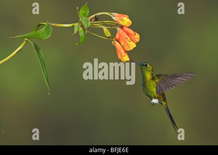 Saphire-vented Puffleg (Eriocnemis luciani) flying and feeding at a flower at the Yanacocha reserve near Quito, Ecuador. Stock Photo