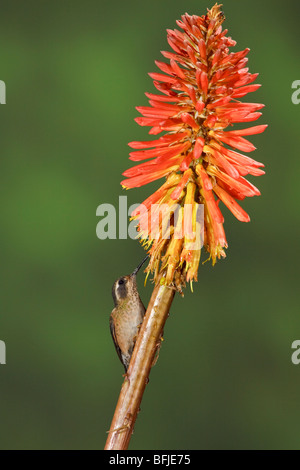 Speckled Hummingbird (Adelomyia melanogenys) perched on a branch at Guango Lodge in Ecuador. Stock Photo