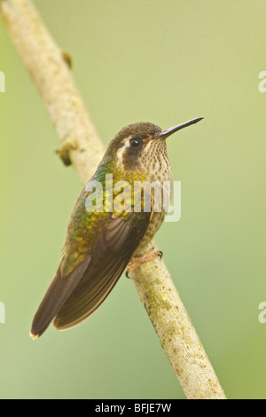 Speckled Hummingbird (Adelomyia melanogenys) perched on a branch in the Tandayapa Valley of Ecuador. Stock Photo