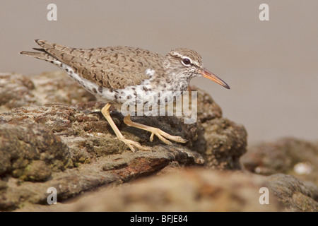 Spotted Sandpiper (Actitis macularia) perched on a rock near the coast of Ecuador. Stock Photo