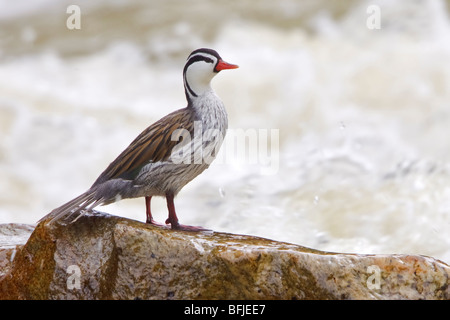 Torrent Duck (Merganetta armata) perched on a rock alongside a rushing stream in the highlands of central Ecuador. Stock Photo