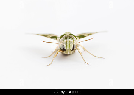 Daphnis nerii. Oleander Hawk moth on white background. India Stock Photo