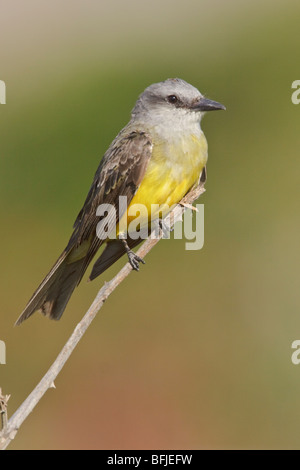 Tropical Kingbird (Tyrannus melancholicus) perched on a branch near the coast of Ecuador. Stock Photo