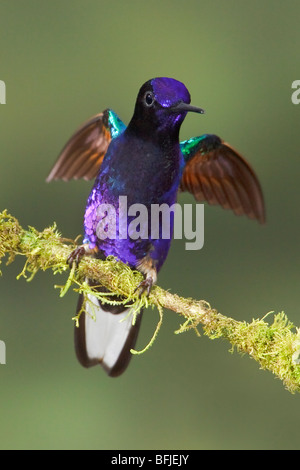 Velvet-purple Coronet (Boissonneaua jardini) perched on a branch at the Mindo Loma  reserve in northwest Ecuador. Stock Photo