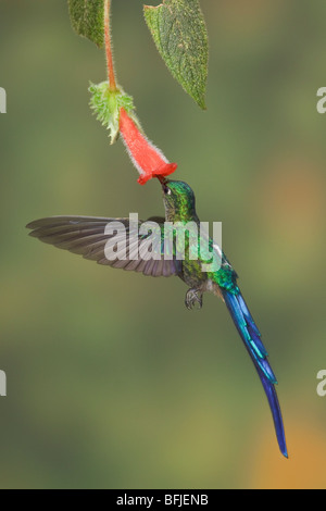 Violet-tailed Sylph (Aglaiocercus coelestis) feeding at a flower while flying at the Mindo Loma  reserve in northwest Ecuador. Stock Photo