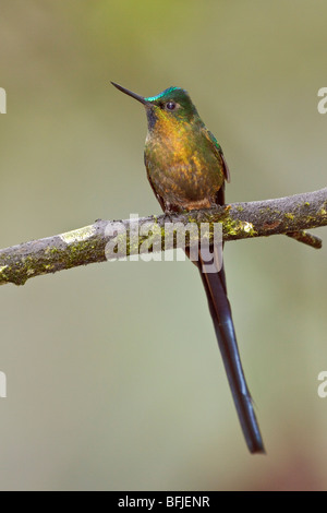 Violet-tailed Sylph (Aglaiocercus coelestis) perched on a branch in the Tandayapa Valley of Ecuador. Stock Photo