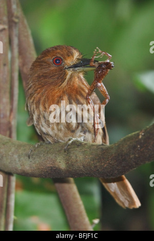 White-whiskered Puffbird (Malacoptila panamensis) perched on a branch eating a frog at Rio Palenque reserve in northwest Ecuador Stock Photo