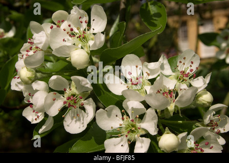 Pyrus communis (Wild Pear) Stock Photo