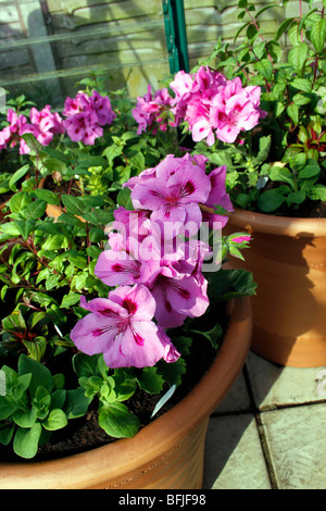 PELARGONIUMS AND OTHER YOUNG PLANTS GROWING IN A TERRACOTTA POT IN EARLY SUMMER. Stock Photo