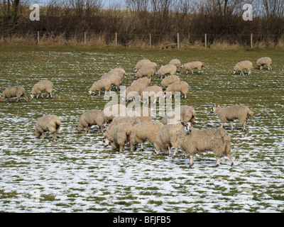 North Country mule ewe sheep in lamb on snowy pasture, Dorset Stock Photo