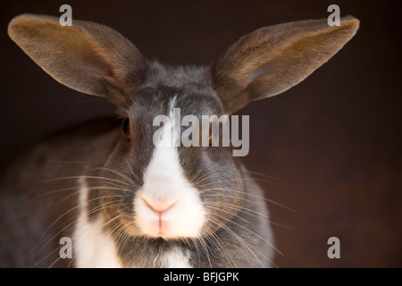 A domestic rabbit in his hutch. Stock Photo