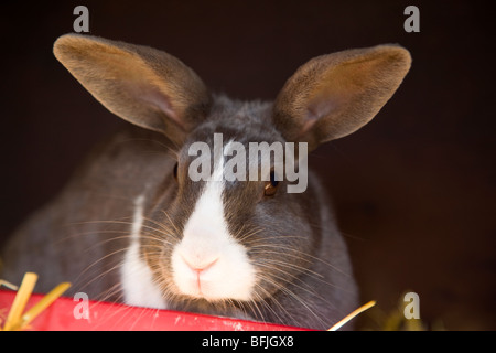 A domestic rabbit in his hutch. Stock Photo