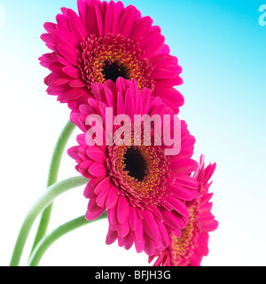 three pink gerbera flowers facing right against white and sky blue background Stock Photo