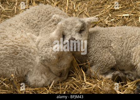Twin lambs asleep in straw. Sussex, UK. March. Stock Photo