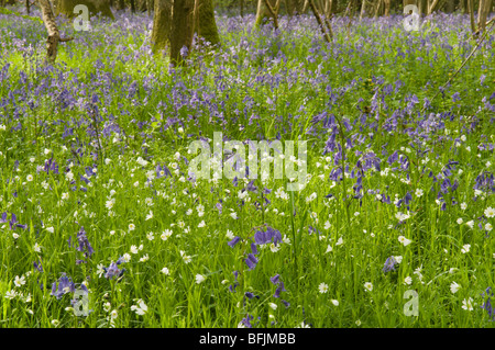 Bluebell (Endymion non-scriptus) or (Hyacinthoides non-scriptus) with Greater stitchwort,  (Stellaria holostea) in hazel coppice, Sussex, UK, Stock Photo