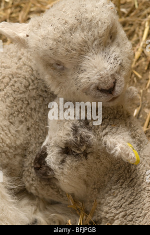 Twin lambs asleep in straw. Sussex, UK. March. Stock Photo