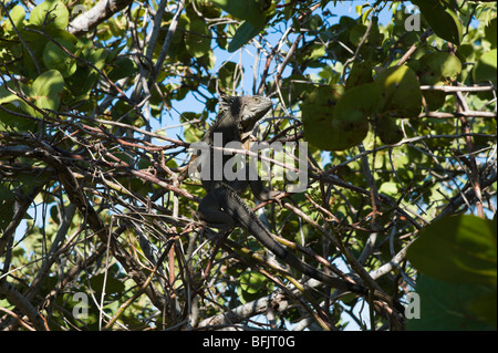 Green Iguana (Iguana iguana) in the wild at Bahia Honda State Park, Big Pine Key, Florida Keys, USA Stock Photo