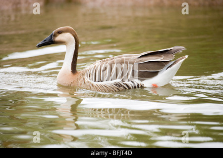 Swan Goose (Anser cygnoides). Wild ancestor of domesticated Chinese and 'African' Goose. Swim. Swimming. Stock Photo