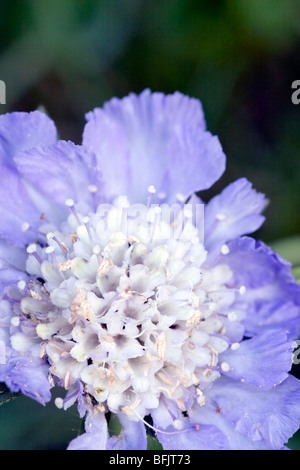Scabiosa (Scabiosa caucasica) Stock Photo