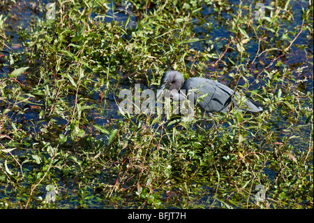 Little Blue Heron (Egretta caerulea) viewed from the Anhinga Trail, Royal Palm, Everglades National Park, Florida Stock Photo