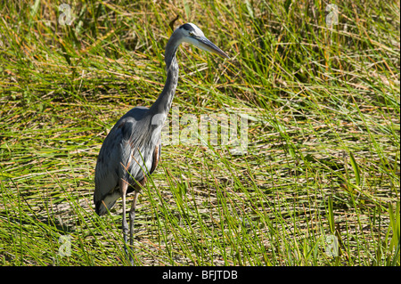 A Great Blue Heron (Ardea herodias) on the Anhinga Trail, Royal Palm, Everglades National Park, Florida Stock Photo