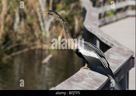 An Anhinga (Anhinga anhinga) sitting on the boardwalk on the Anhinga Trail, Royal Palm, Everglades National Park, Florida Stock Photo