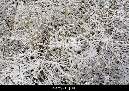 Crack willow branches covered with snow Stock Photo